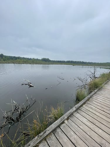 Rund um das Schwenninger Moos
