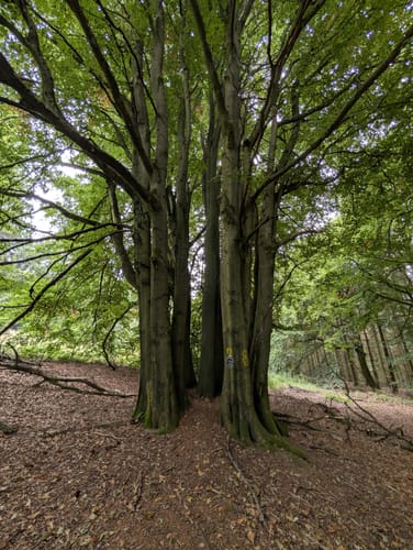Hoher Meißner P1 (Premiumwanderweg)