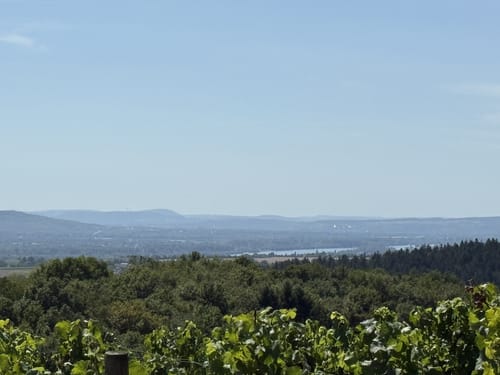 Rauenthaler Spange (Premiumwanderweg)
