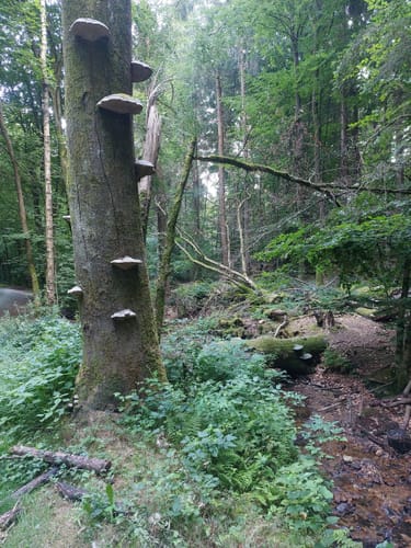 Bad Homburg vor der Höhe: Libellenweg
