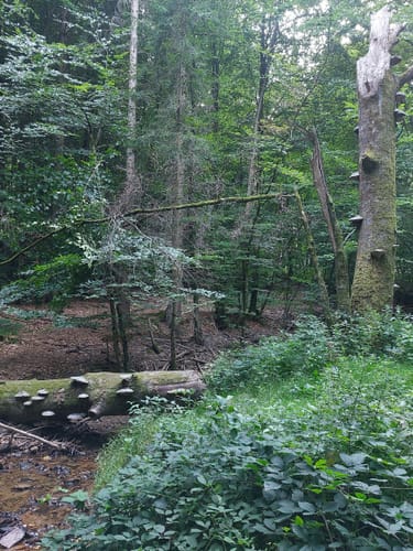 Bad Homburg vor der Höhe: Libellenweg