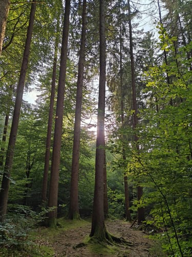 Rund um den Seehamer See
