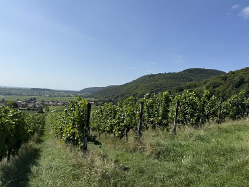 Leinsweiler - Madenburg