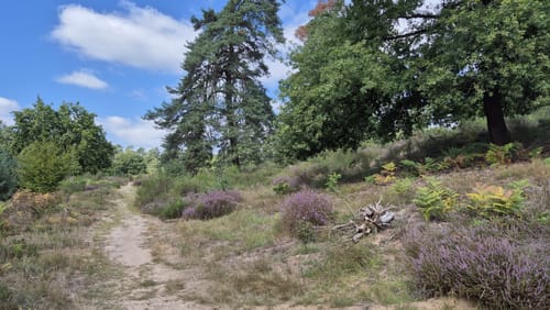 Wahner Heide - Burg Wissem