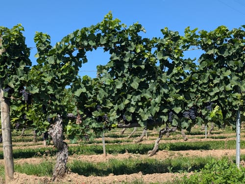 Durch die Weinberge zur Bubenhäuser Höhe