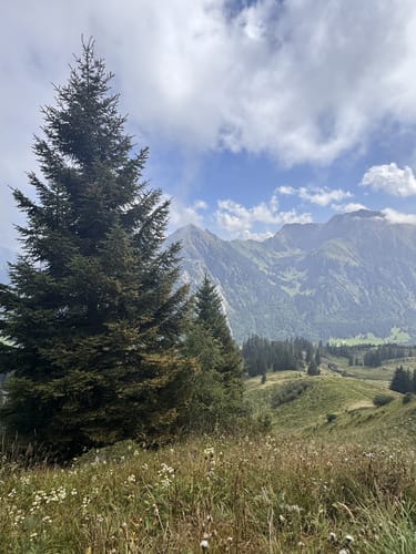 Sonnenkopf-Heidelbeerkopf-Schnippenkopf