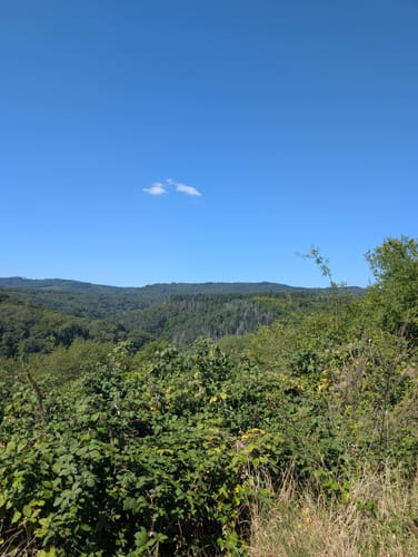 Durch die Weinberge zur Bubenhäuser Höhe