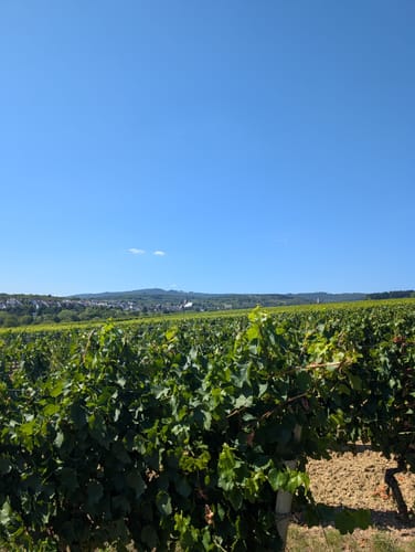 Durch die Weinberge zur Bubenhäuser Höhe