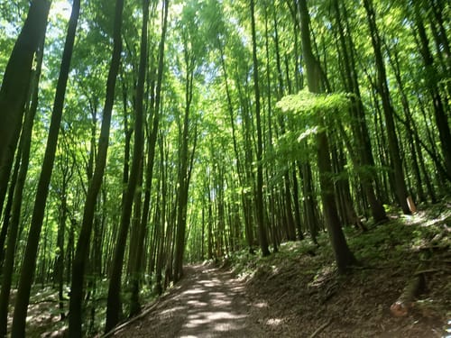 Dreienberg (Extratour)