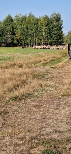 Oppenweher Moor