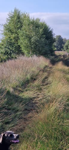 Oppenweher Moor