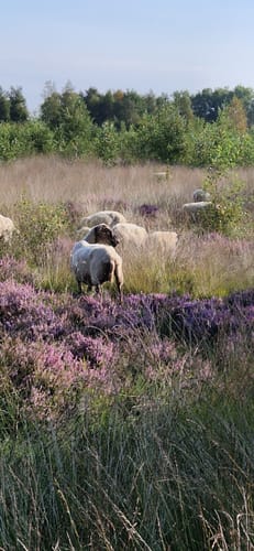 Oppenweher Moor