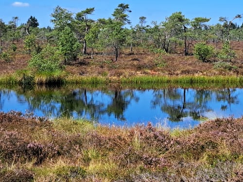 Naturlehrpfad Schwarzes Moor