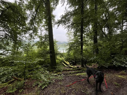 Rund um den Mindelsee