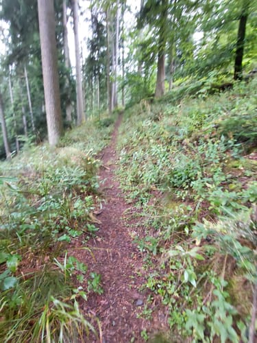 Nordrach - Mühlstein - Hasenberg
