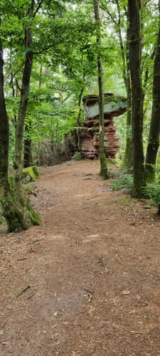 Bärensteig (Premiumwanderweg)