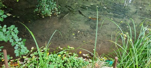 Bärensteig (Premiumwanderweg)