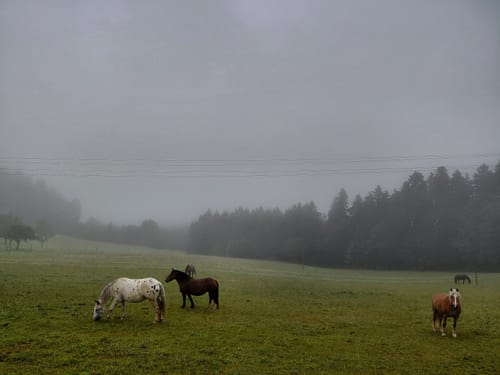 Nordrach - Mühlstein - Hasenberg
