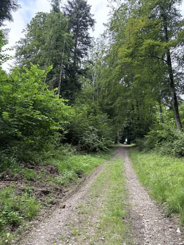 Dockendorf - Wolfsfeld (Naturpark Südeifel Wanderweg Nr. 89)