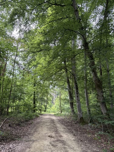 Dockendorf - Wolfsfeld (Naturpark Südeifel Wanderweg Nr. 89)
