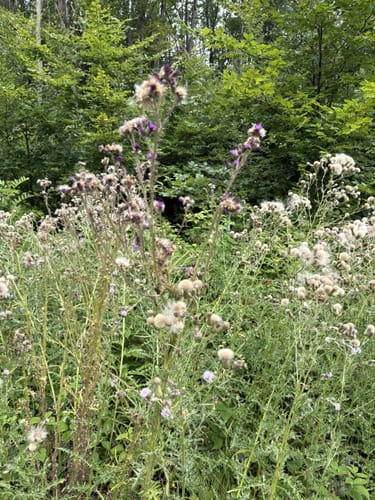 Dockendorf - Wolfsfeld (Naturpark Südeifel Wanderweg Nr. 89)