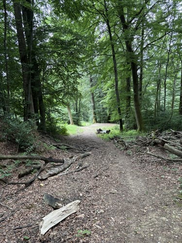 Dockendorf - Wolfsfeld (Naturpark Südeifel Wanderweg Nr. 89)