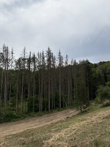 Dockendorf - Wolfsfeld (Naturpark Südeifel Wanderweg Nr. 89)
