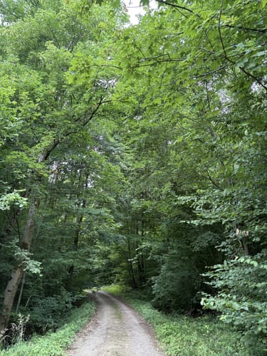 Dockendorf - Wolfsfeld (Naturpark Südeifel Wanderweg Nr. 89)