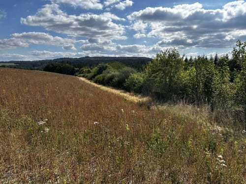 Köhlerpfad am Steinbach (Traumschleife)