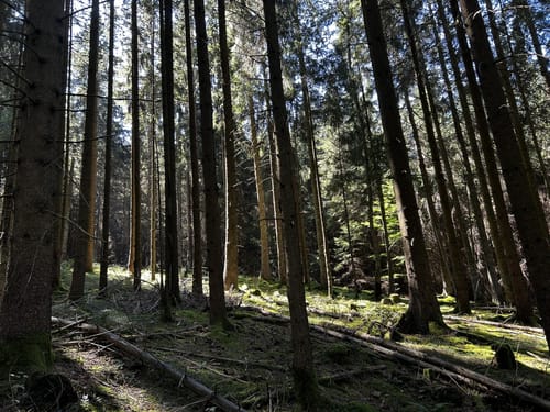 Köhlerpfad am Steinbach (Traumschleife)