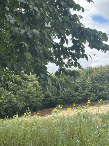 Rundwanderung Daipenbecke