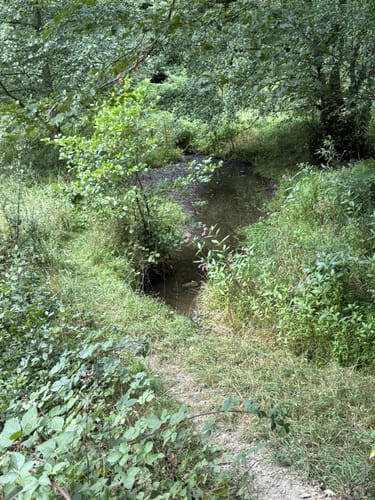 Wisper Geflüster (Premiumwanderweg)