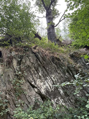 Wisper Geflüster (Premiumwanderweg)