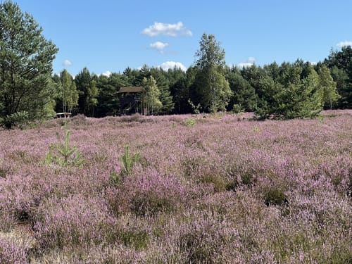 Henzendorfer Heidetour - Naturpark Schlaubetal