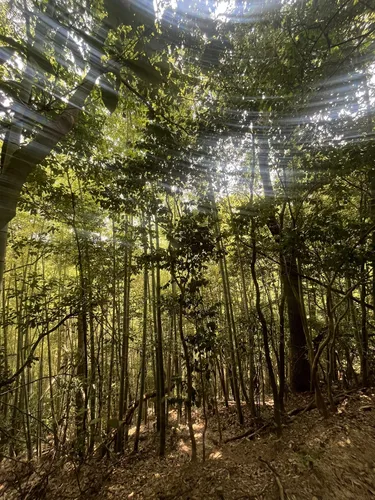 あらたやま ヤマモトアラタ (@yamaara17) / Posts / X