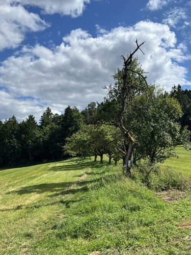 Simmelsdorfer Rundwanderweg Grün 1