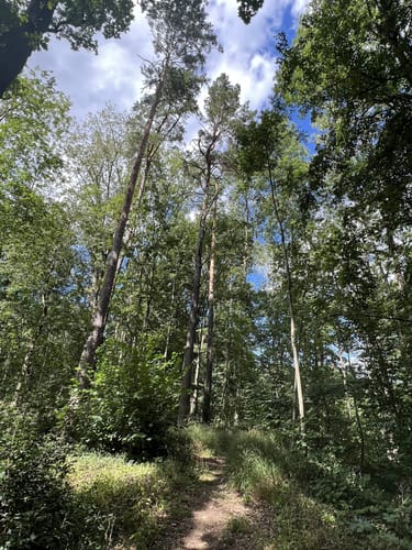Simmelsdorfer Rundwanderweg Grün 1