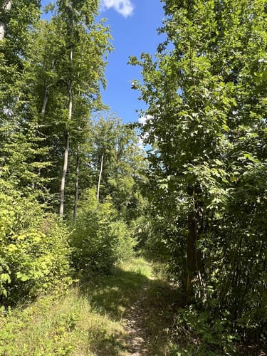 Simmelsdorfer Rundwanderweg Grün 1