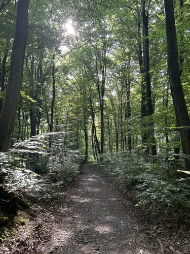 Ringener Waldrunde