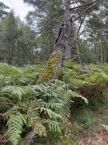 Küstenmoor Rundtour