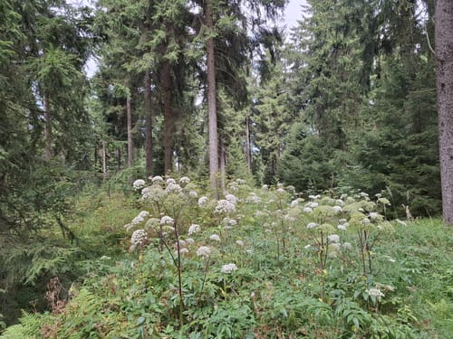 Rund um Holzhau
