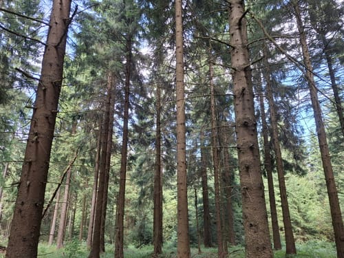Rund um Holzhau