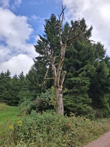 Rund um Holzhau
