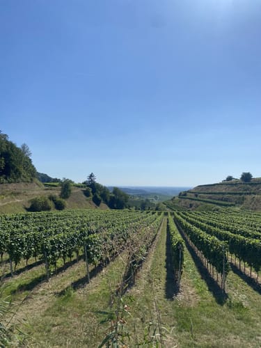 Bischoffingen - Spielberg