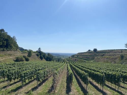 Bischoffingen - Spielberg