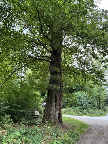 Rothaarsteig Etappe 8: Wilgersdorf - Dillenburg