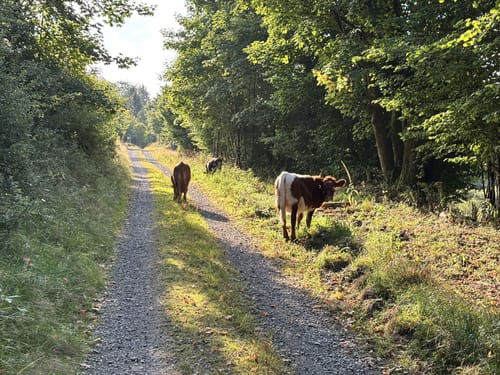 Rothaarsteig Etappe 8: Wilgersdorf - Dillenburg