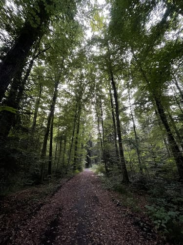 Von Ravensburg Süd in den Adelsreuter Wald