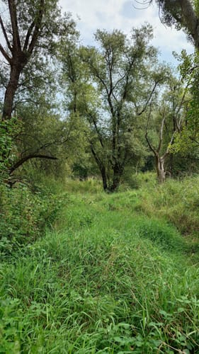 Rheinauen-Runde von Rastatt-Plittersdorf
