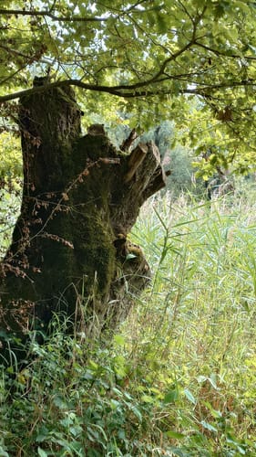 Rheinauen-Runde von Rastatt-Plittersdorf